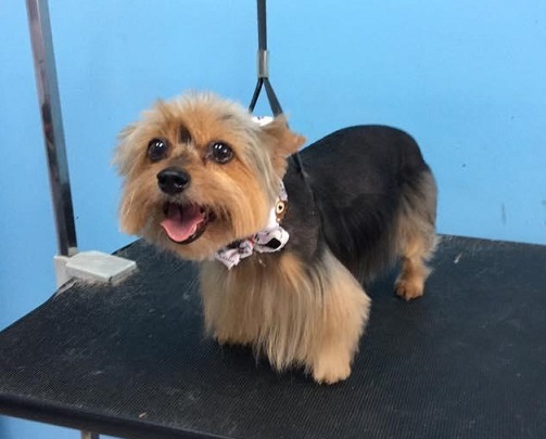 Puppylicious pet grooming 1
