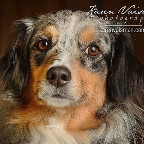 Professionally Retouched Pet Portrait Photography - Agoura Hills, CA