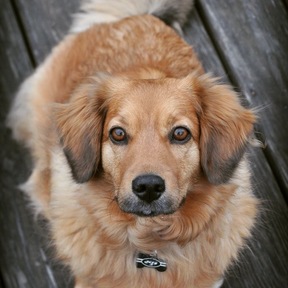 Canine Camera Pet Photography - Chappaqua, NY