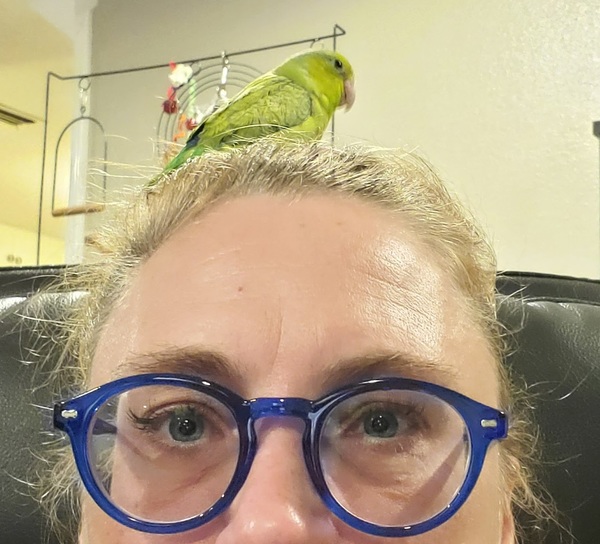 Parrot Crush - Parrot Adoption - St Paul, TX