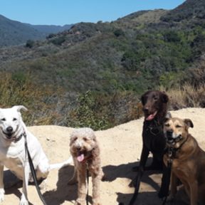 Santa Monica Dog Hikers - Dog Walker - Santa Monica, CA