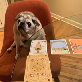Tanya Nicholas - Animal Whisperer and Healer - Salisbury, MD
