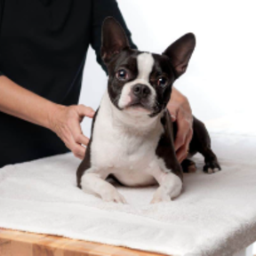 Appalachian Animal Wellness Rehab | Massage Care - Lenoir City, TN