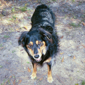 Leslie Saunders - Animal Communicator  - Houston, TX