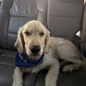 Best Buds | Pet Transport With Care - Texas, USA