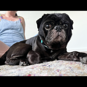 Rosy Soulutions - Animal Reiki Care  - Chickamauga, GA
