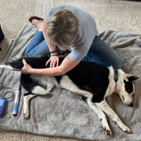 Laurie's Canine Massage and Laser Therapy LLC - Sparta Township, NJ
