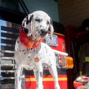 Tabitha Rossman Photography, LLC - Pet Photographer - Las Cruces, NM