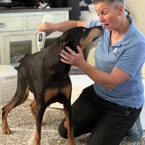 Mobile Animal Chiropractic – VOM Care - Hollywood, FL