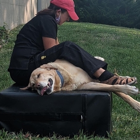 Dog Bodywork - Dog Reiki Energy Healing - Kansas City, MO