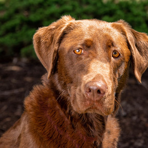 Peter Ciro Pet Photography - Powder Springs, GA