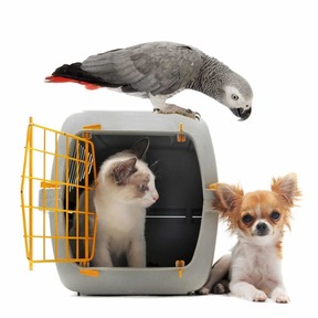 Tiffany Hodge - Pet Transport - Mt Carmel, PA