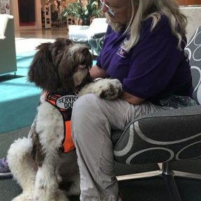 Family Pets and Service Dog Training - Sarasota, FL