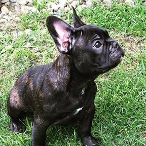Tri-State Pooper Scoopers, Inc. - Pet Waste Removal Service - Newark, DE