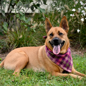 Force Free - Reward Based Dog Training  - Chester, NJ