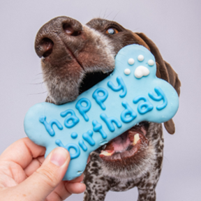 Pawtraits By Carly - Vibrant Pet Photography - Tyler, TX