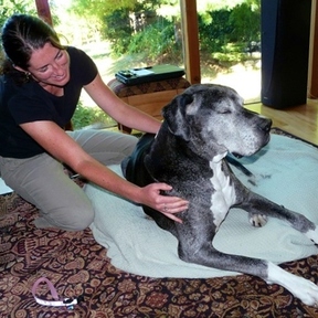 Timber Tails Mobile Pet Therapies  - Gig Harbor, WA