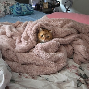 Pet Transport For Most Animals - Clermont, GA