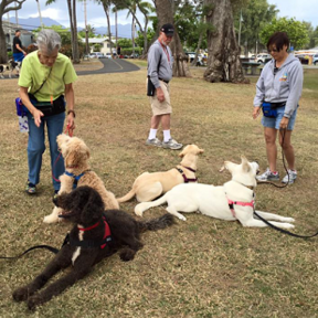 ProDog Hawaii - CCPDT Certified Private Dog Trainer - Kaneohe, HI