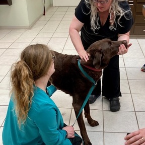 Christy Willey - Licensed Mobile Vet - Pet Chiropractor - Lebanon, TN