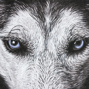 Charcoal Pastel Pet Portrait Artist - Reno, NV