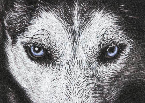 Baileys wolf petworks