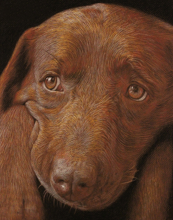 Chocolate lab 2013