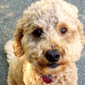Paws 'n Hand Pet Sitting and Dog Walking - Oakland, CA