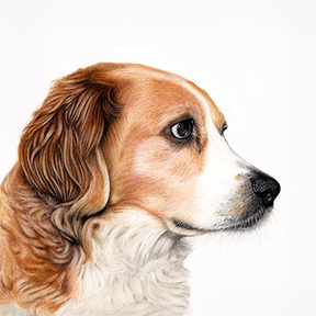 Heather Ivins - Colored Pencil Pet Portraits - Stuart, FL