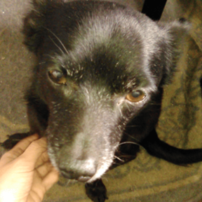 Pet Detective - Artist Portraits For Missing Pets - McMinnville, OR