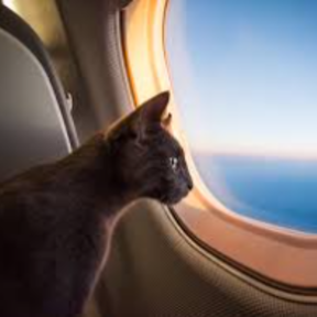 The Perfect Travel Bud For Your Loved One - Flight Nanny - Las Vegas, NV
