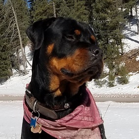 Aprils k911 academy   profile