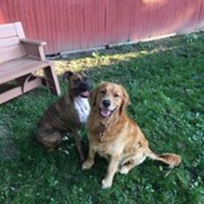 Best Friends Furever - Pet Sitting and Dog Walking - Wappingers Falls, NY
