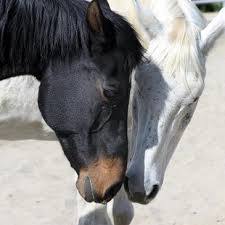 Reiki care for horses