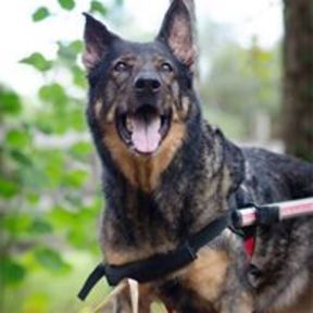 Big Cypress German Shepherd Rescue - Pet Adoption - Naples, FL