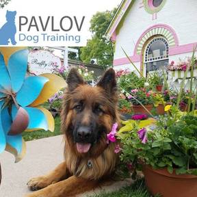 PAVLOV - Private In Home Dog Training - Denver, CO