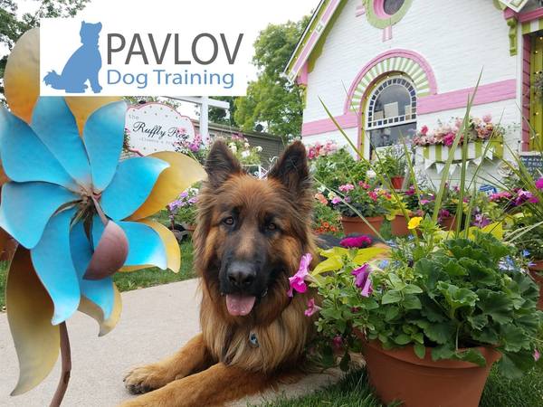 PAVLOV Dog Training - Denver, CO