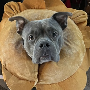 Basic and Low Confident - Reactive Dog Training - Quincy, MA