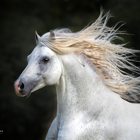 PhyllisBurchettPhoto, LLC - Horse and Pet Photographer - Conyers, GA