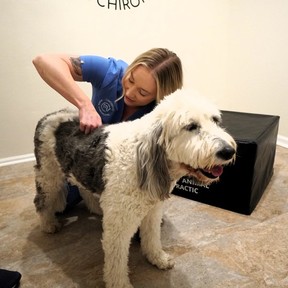 Certified Animal Chiropractor  - Cincinnati, OH