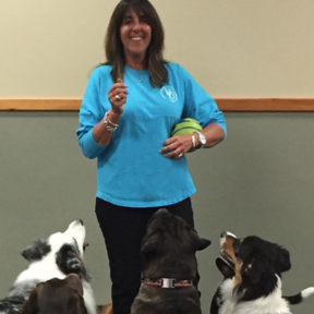All About My Dog - Professional Dog Training Service - Fort Collins, CO