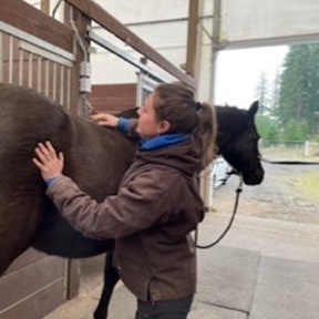 Equine Bodywork by Laura Herman - Equine Massage Therapy - Vancouver, WA