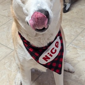 Mile High Pawz - In Home Pet Sitting and Dog Walking Service - Colorado Springs, CO