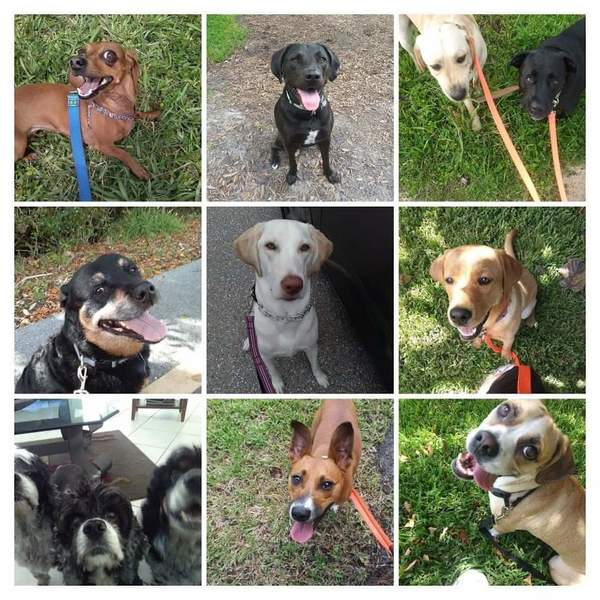 Barry's Dog Walking Services - Cape Coral, FL