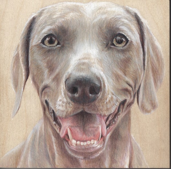 Doggywood - Pet Portrait Artist - Austin, TX