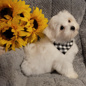Maltese Breeder - Kinder, LA