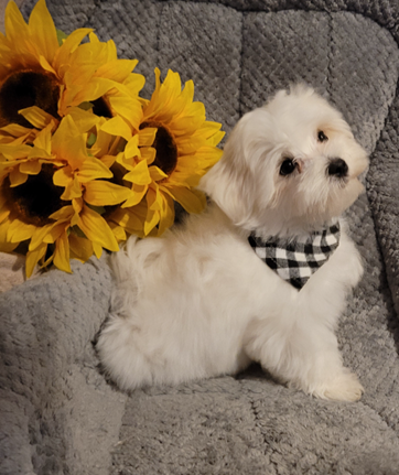 Maltese breeder