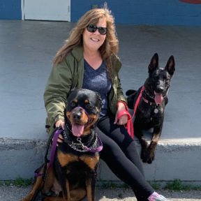 KV Dog Training  - Hopewell Junction, NY