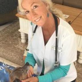 Active Pet Health - Animal Chiropractic Care - Oxnard, CA