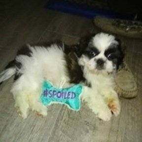 Judy Truett - Mobile Pet Grooming Service - Shippensburg, PA